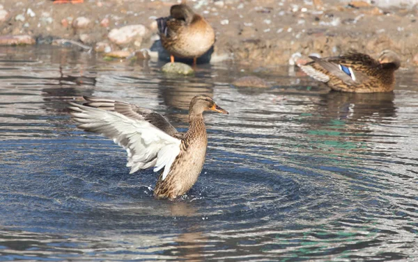 Duck in the lake in nature — Stock Photo, Image