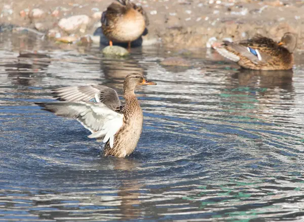 Duck in the lake in nature — Stock Photo, Image