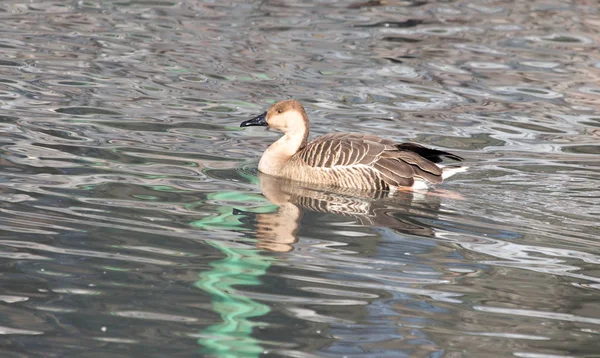 Duck in the lake in nature — Stock Photo, Image