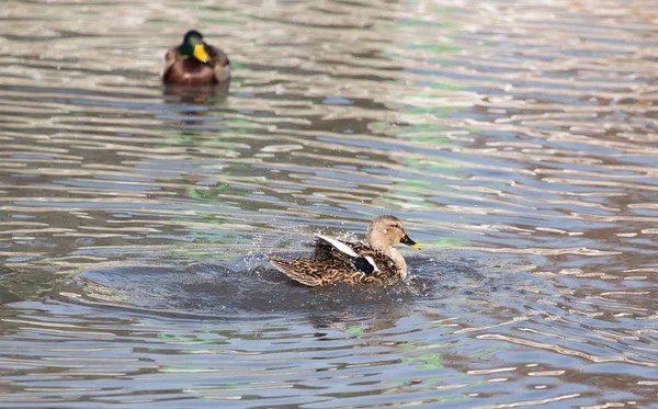 Duck in the lake in nature — Stock Photo, Image