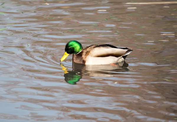 Eend in het meer in de natuur — Stockfoto