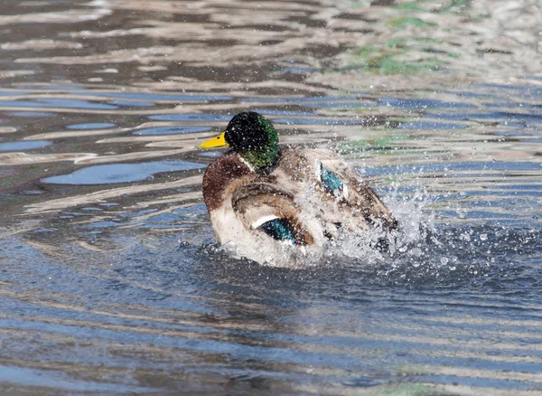 Duck in the lake in nature — Stock Photo, Image