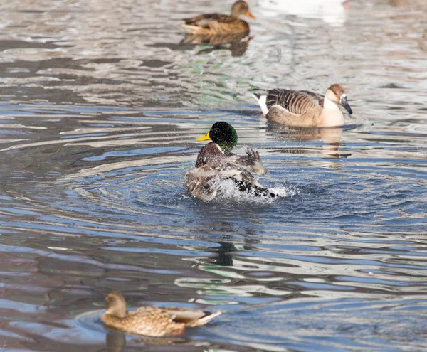 Kachny v jezeře v přírodě — Stock fotografie
