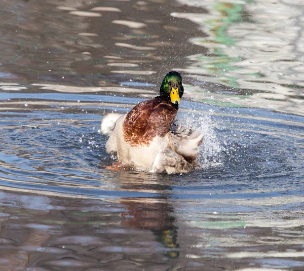 Kachna v jezeře v přírodě — Stock fotografie