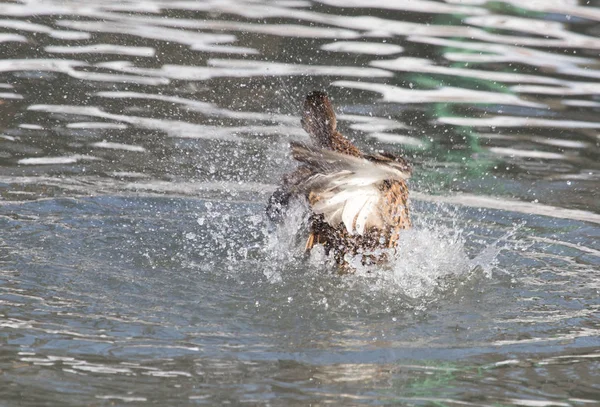 自然界の湖でカモが — ストック写真