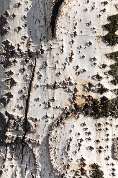 Arkaplan olarak ağaç kabuğu — Stok fotoğraf