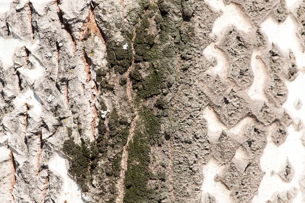 Casca de árvore como pano de fundo — Fotografia de Stock