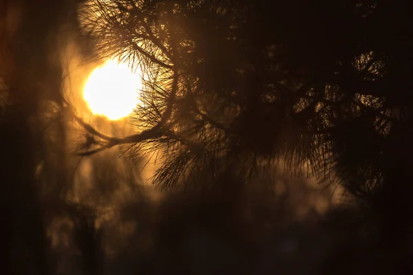 Nadelbaum bei Sonnenuntergang in der Natur — Stockfoto