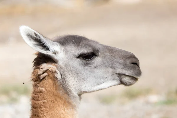 Portrait of a Lama  in nature — Stock Photo, Image
