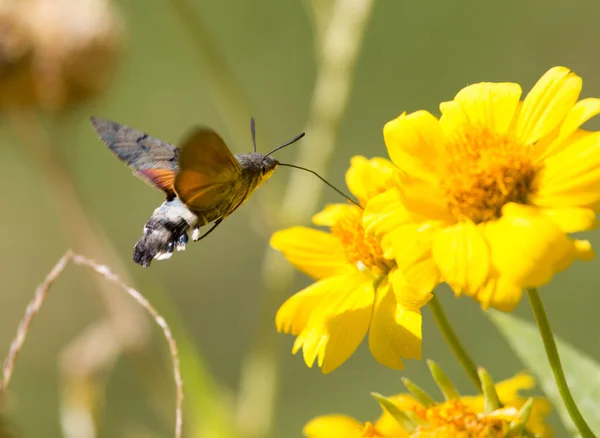 Sphingidae, γνωστή ως μέλισσα Hawk-σκώρος, απολαμβάνοντας το νέκταρ ενός κίτρινου λουλουδιού. Κολιμπρί νυχτοπεταλούδα. Σκώρος Calibri. — Φωτογραφία Αρχείου