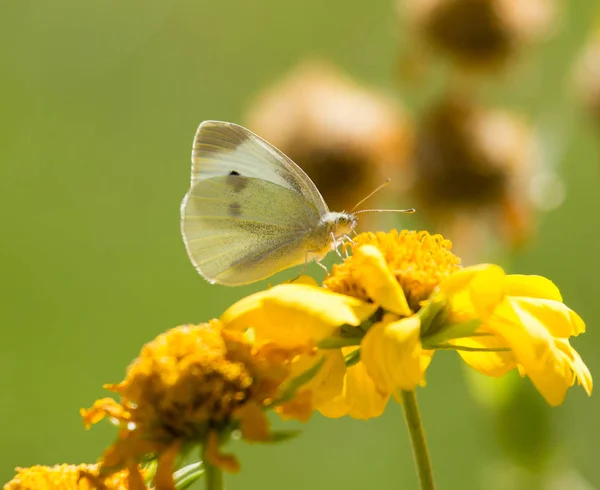 Motyl zbiera pyłek z żółty kwiat — Zdjęcie stockowe