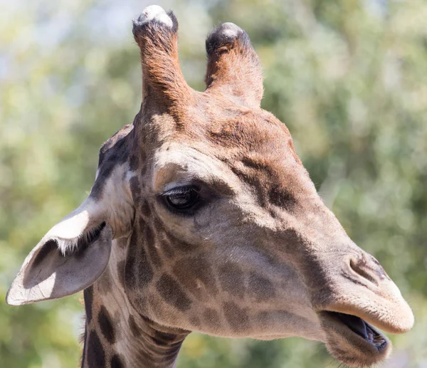 Retrato de la jirafa en la naturaleza — Foto de Stock