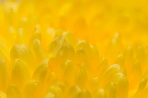 Gelbe Chrysanthemenblüte als Hintergrund. schließen — Stockfoto