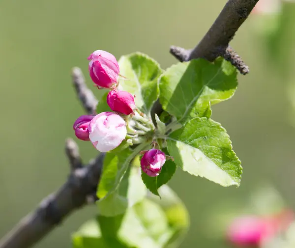 Schöne Blumen auf dem Apfelbaum in der Natur — Stockfoto