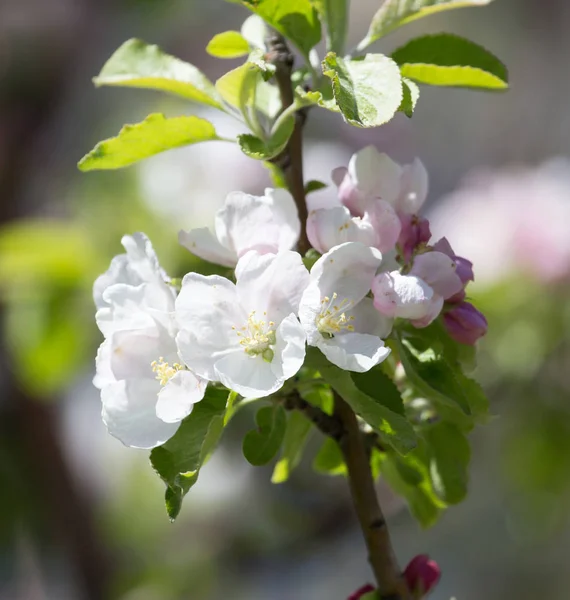 Красивые цветы на яблоне в природе — стоковое фото