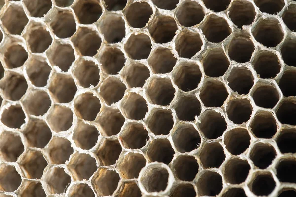 Avispa nido de abeja como fondo. textura —  Fotos de Stock