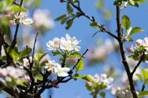 Blommor på äppelträd mot den blå himlen — Stockfoto