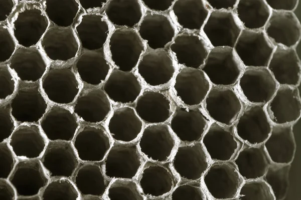 Avispa nido de abeja como fondo. textura —  Fotos de Stock