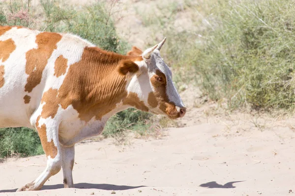 Krowa w piaskach na stepie — Zdjęcie stockowe