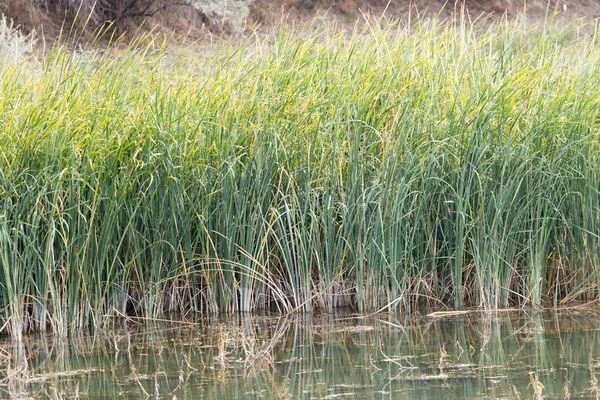 Cañas verdes en un lago en la naturaleza —  Fotos de Stock