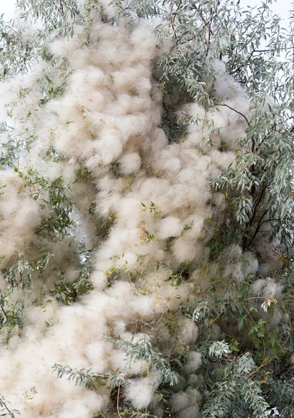 Пух и прах на растении в природе — стоковое фото