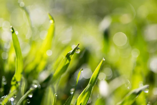 Gotas de orvalho na grama verde — Fotografia de Stock