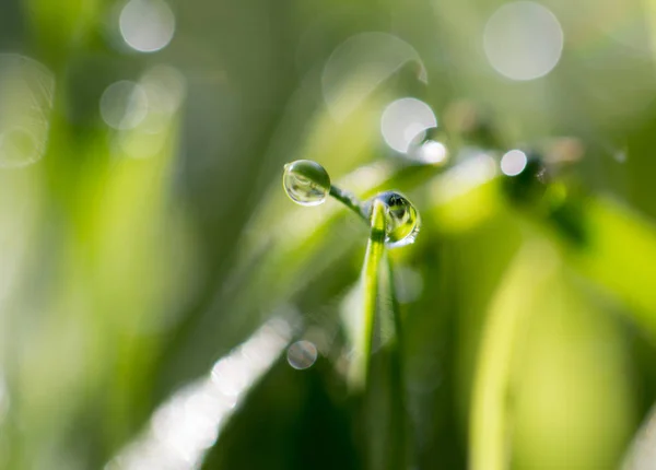 Tautropfen auf dem grünen Gras — Stockfoto