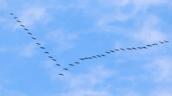 Bandada de cisnes volando contra un cielo azul en el sur — Foto de Stock