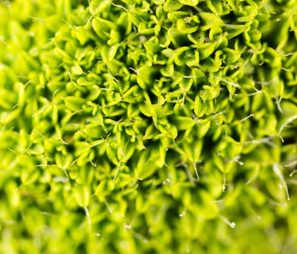 苔藓绿色的性质。宏观 — 图库照片