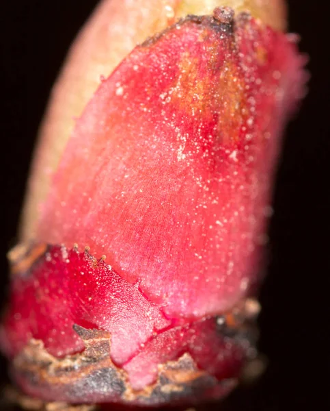 Czerwonych liści Pączek w przyrodzie. makro — Zdjęcie stockowe