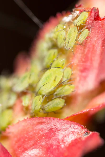 Áfidos verdes sobre una hoja roja en la naturaleza. macro —  Fotos de Stock