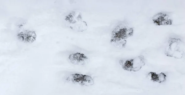 Huellas de perro en la nieve —  Fotos de Stock