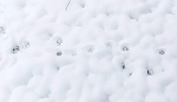 Empreintes de chien dans la neige — Photo