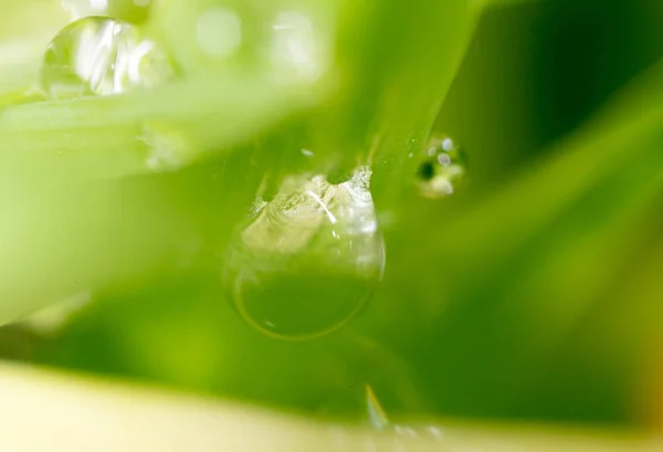 Kapky rosy na trávě. makro — Stock fotografie