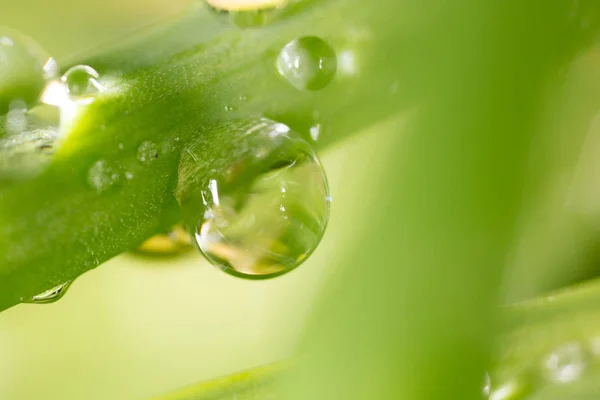Drops of dew on the grass. macro — Stock Photo, Image