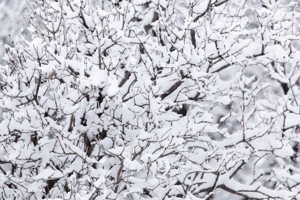 Nieve en el árbol en la naturaleza —  Fotos de Stock