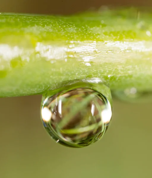 Dauwdruppels op het gras. Macro — Stockfoto