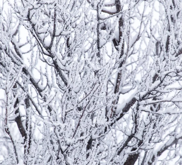 Śnieg na drzewie w przyrodzie — Zdjęcie stockowe