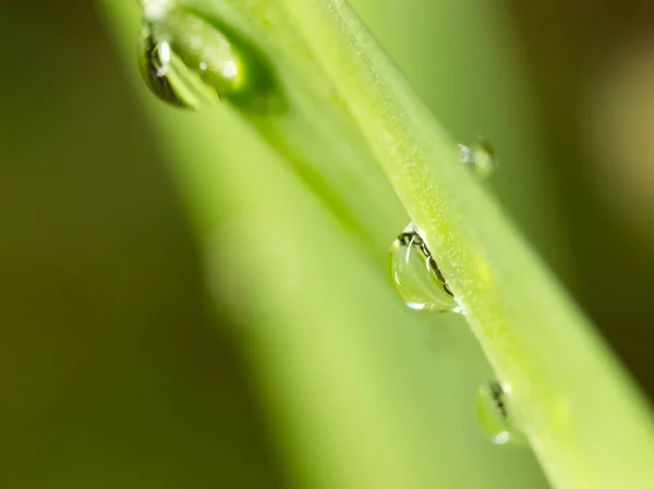 草の上の露の滴。マクロ — ストック写真