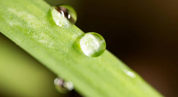 Gotas de orvalho na relva. macro — Fotografia de Stock