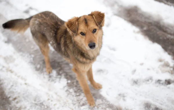 Portret van de hond buiten in de winter — Stockfoto