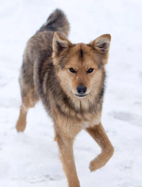 Kışın açık havada çalışan köpek — Stok fotoğraf