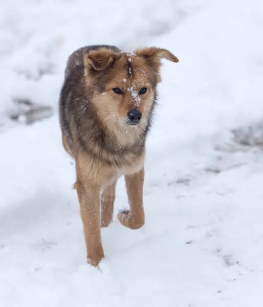 Cane che corre all'aperto in inverno — Foto Stock