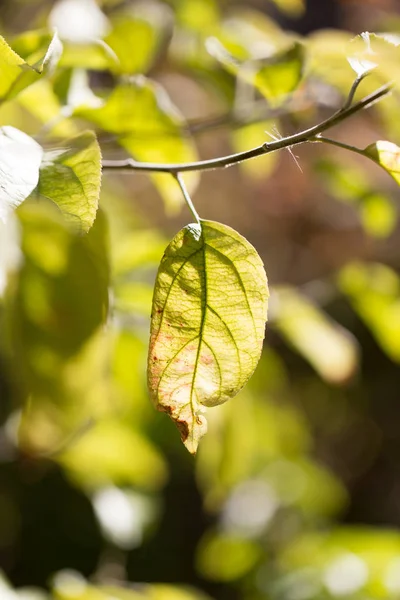 Les feuilles de la plante dans la nature — Photo