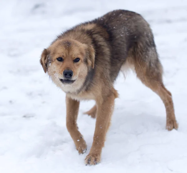 Portret van de hond buiten in de winter — Stockfoto