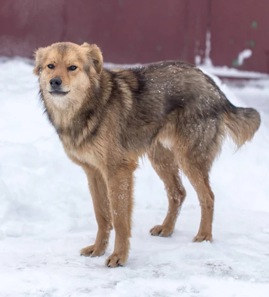 Ritratto del cane all'aperto in inverno — Foto Stock
