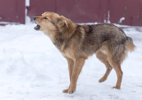 Chien aboyant à l'extérieur en hiver — Photo