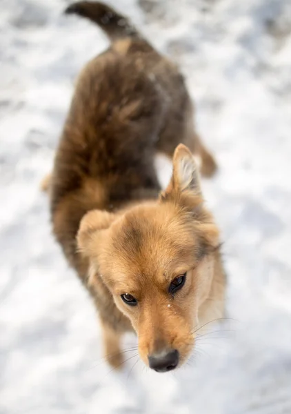 Portret van de hond buiten in de winter — Stockfoto