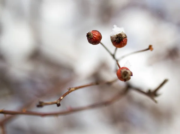 Nieve en la rosa salvaje invierno — Foto de Stock