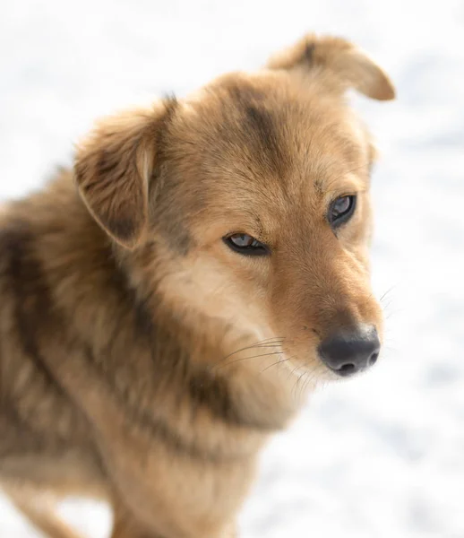 Ritratto del cane all'aperto in inverno — Foto Stock